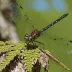 Giant Petaltail (Tachopteryx thoreyi)