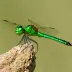 Green-eyed hooktail (Onychogomphus flexuosus)