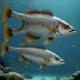 Giant Lanternfish
