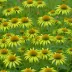 Green-headed Coneflower