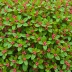 Gaultheria procumbens