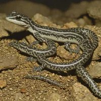 Georgetown Salamander