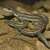 Georgetown Salamander