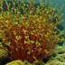 Gastroclonium coulteri