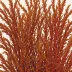 Gracilariopsis lemaneiformis