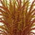 Gelidium spinosum
