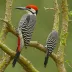 Gaboon Woodpecker