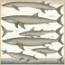 Gervais' Beaked Whale