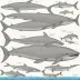 Gray's Beaked Whale