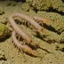 Greasyback Prawn
