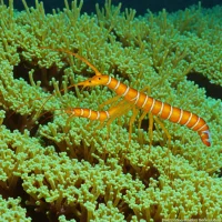 Gold-banded Shrimp