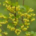 Golden Currant (Ribes aureum)