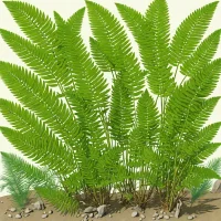 Gangamopteris cyclopteroides