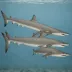 Grey smoothhound