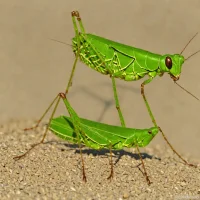 Green-legged Grasshopper (Ailopus thalassinus)