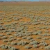 Great Basin sagebrush steppe