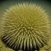 Gracilechinus multidentatus