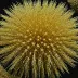 Goniocidaris parasol