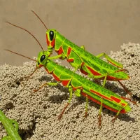 Gaudy Grasshopper (Aularches punctatus)