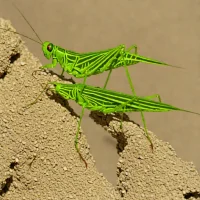 Green-striped Locust (Aiolopus thalassinus)