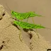 Green-striped Locust (Aiolopus thalassinus)