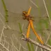 Golden-winged Skimmer