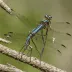 Gray Petaltail