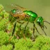 Golden Sweat Bee (Augochloropsis metallica)