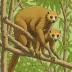 Gebe cuscus