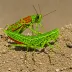 Gaudy Grasshopper (Poekilocerus pictus)