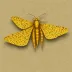 Gold swift moth
