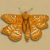 Gold triangle moth