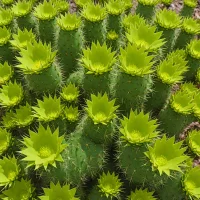 Green-flowered Torch (Echinocereus viridiflorus)