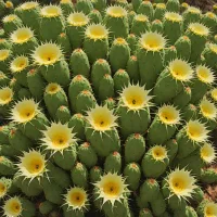 Giant Chin Cactus (Gymnocalycium saglionis)