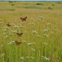 Glacial Heritage Preserve Prairie