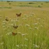 Glacial Heritage Preserve Prairie