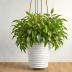 GreenStalk Hanging Planter