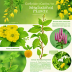Golden Guide to Medicinal Plants