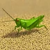 Hieroglyphus oryzivorus