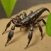 Heterometrus petersii