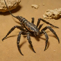 Hadrurus arizonensis