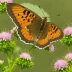 Harvester Butterfly