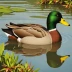 Hawaiian Duck
