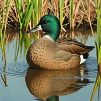 Hottentot Teal