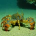 Haanii slipper lobster (Scyllarides haanii)