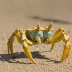 Horned Ghost Crab