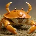 Helmet Crab