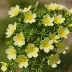 Halimium lasianthum (Rock Rose)