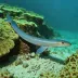 Highfin conger