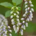 Holboellia coriacea (Sausage Vine)